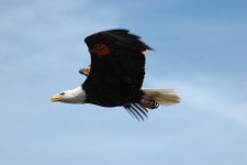 Vultur plesuv