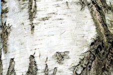 Birch Bark Background