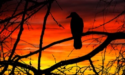 Bird at Sunset Silhouette
