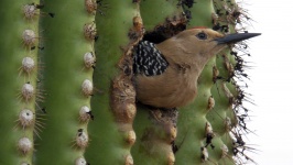 Vogel in een Saguaro Cactus