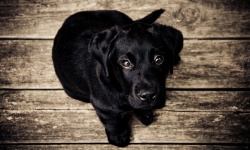 Cachorro negro labrador