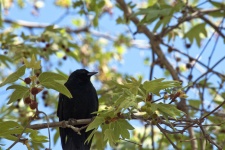 Blackbird in Tree