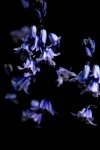 Blauwe Bloemen