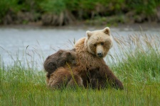 Urso de Brown e Cubs