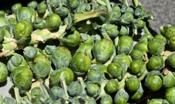 Brussel Sprouts zum Verkauf