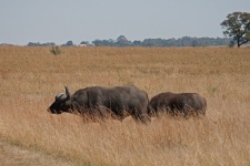Bufalo nell'erba