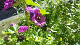 Bumblebee em flores roxas