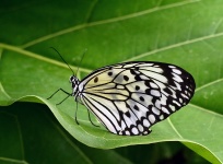 Pillangó