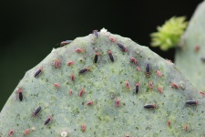 Cactus Bugs and Their Nymphs