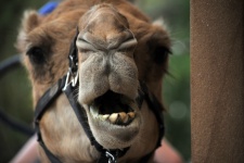Cara de camello