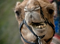 Kamel Gesicht