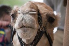 Hocico de camello