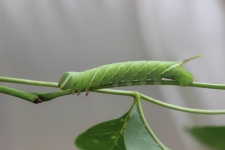 Caterpillar, Ceratomia Undulosa 2