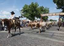Cattle Drive for Show