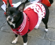 Chihuahua en tenue rouge