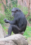 Chillin' cimpanzeilor