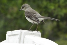 一般的なテキサス州のMockingbird
