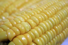Corn Texture