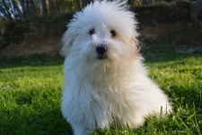 Coton de Tulear bílý psí pes