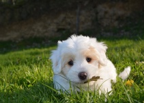 Coton de Tulear weißer weiblicher Hund