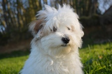 Coton de Tulear biały pies