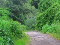 Crude road through thick vegetation