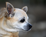 Roztomilý Chihuahua štěně