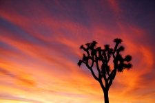 Wüsten-Sonnenuntergang