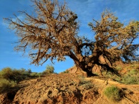 Árvore do deserto