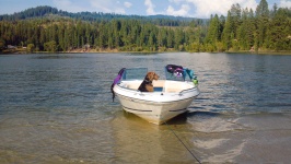 Dog in a boat