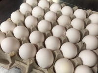 Huevos en una fila