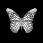 Elegant Grey Intricate Butterfly