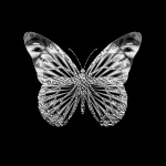 Elegant Grey Intricate Butterfly