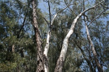 Tronchi di eucalipto