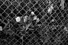 Fences And Flowers
