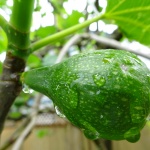 Fig frukt