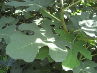 Fig Bladeren 1