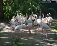 Ptaki Flamingo