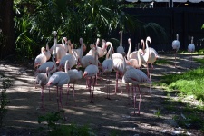 Flamingi na wolności