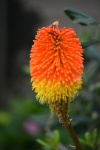 Flower in clusters