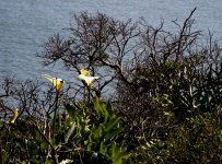 Flowers on Ocean Cliffside