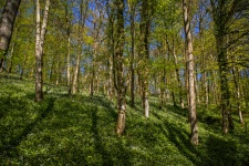 Forest In Skipton