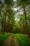 Ścieżka lasu