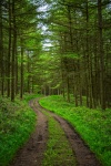 Ścieżka lasu