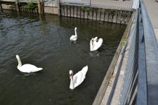 Quatro cisnes