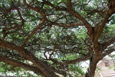 Acacia gigante en el patio de la fortale