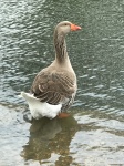 Goose au parc