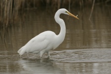 Wielki Egret