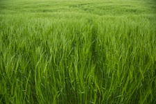 Zöld árpa mező
