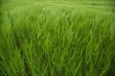 Zöld árpa mező